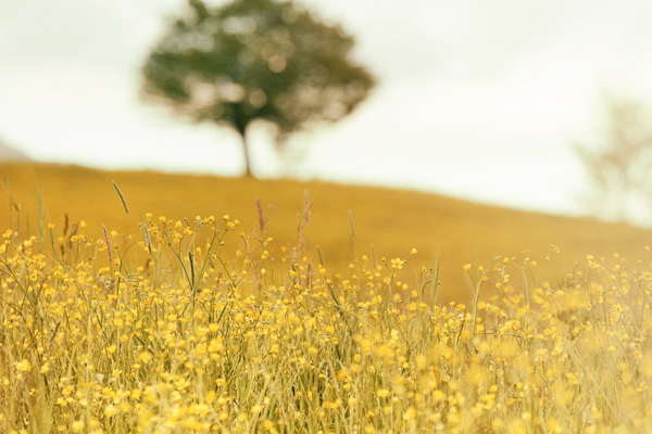 Selbstheilung dank der Natur - Naturheilpraxis Irene Mathes